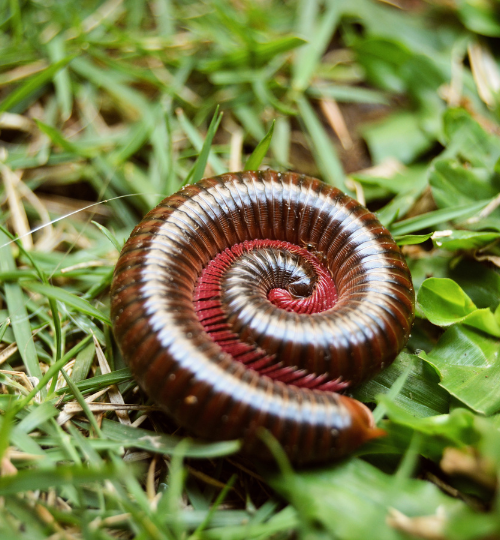 Millipedes