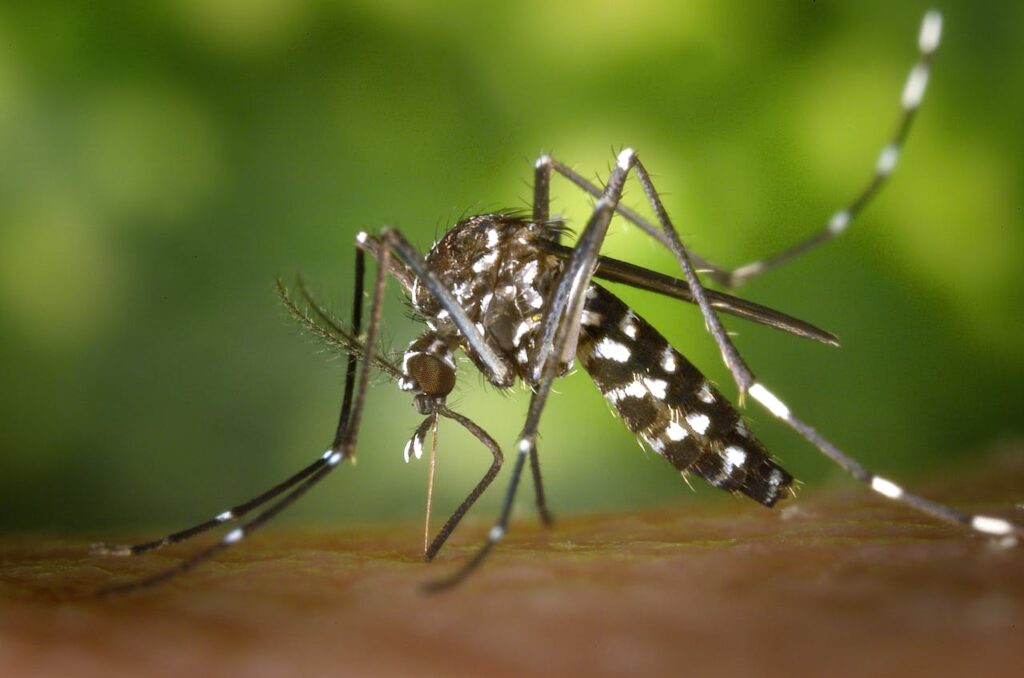 tiger-mosquito-mosquito-asian-tigermucke-sting-86722-86722.jpg